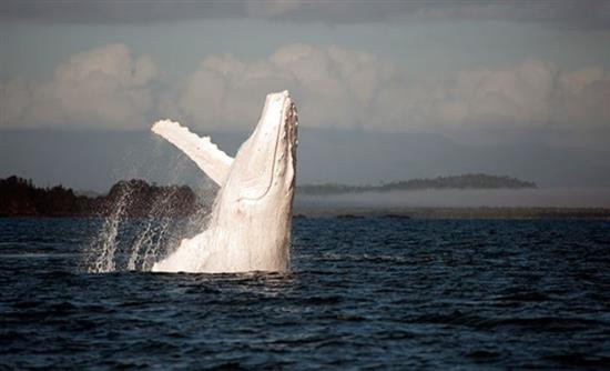 Σπάνια λευκή φάλαινα εθεάθη στην Αυστραλία (βίντεο)